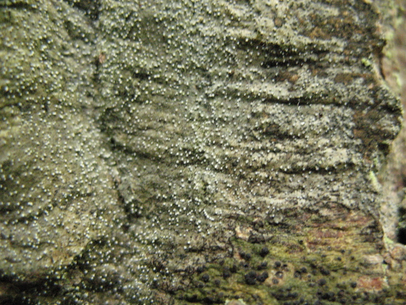 Una Riserva forestiera pi� settentrionale